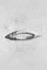 D21, mouth