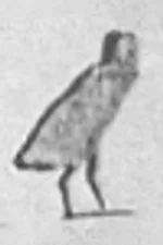 G43, quail chick